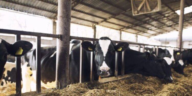 Ganaderos atentos ante gusano barrenador en Yucatán