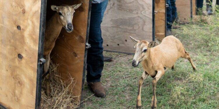 Logra la UAT el nacimiento de dos crías de borrego muflón europeo