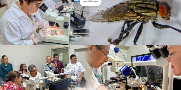 Colabora la UAT en medidas preventivas contra el gusano barrenador