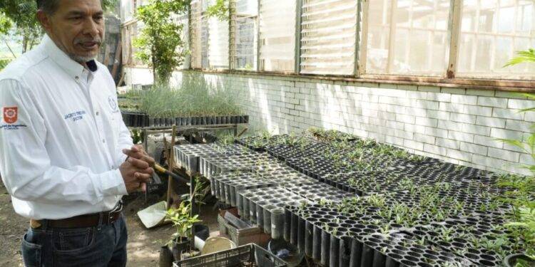 Implementa la UAT manejo sustentable del maguey mezcalero en Miquihuana