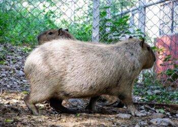 Llega una adorable pareja de capibaras al Zoológico Tamatán