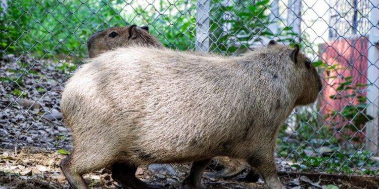 Llega una adorable pareja de capibaras al Zoológico Tamatán