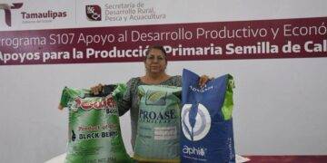 Productores podrán acceder a apoyos de semilla para cultivos estratégicos