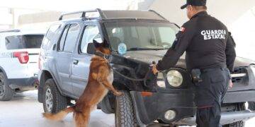 Obtienen binomios K-9 de la Guardia Estatal primeros lugares de su especialidad en certificación canina