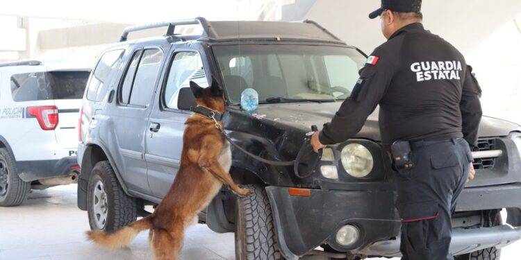 Obtienen binomios K-9 de la Guardia Estatal primeros lugares de su especialidad en certificación canina